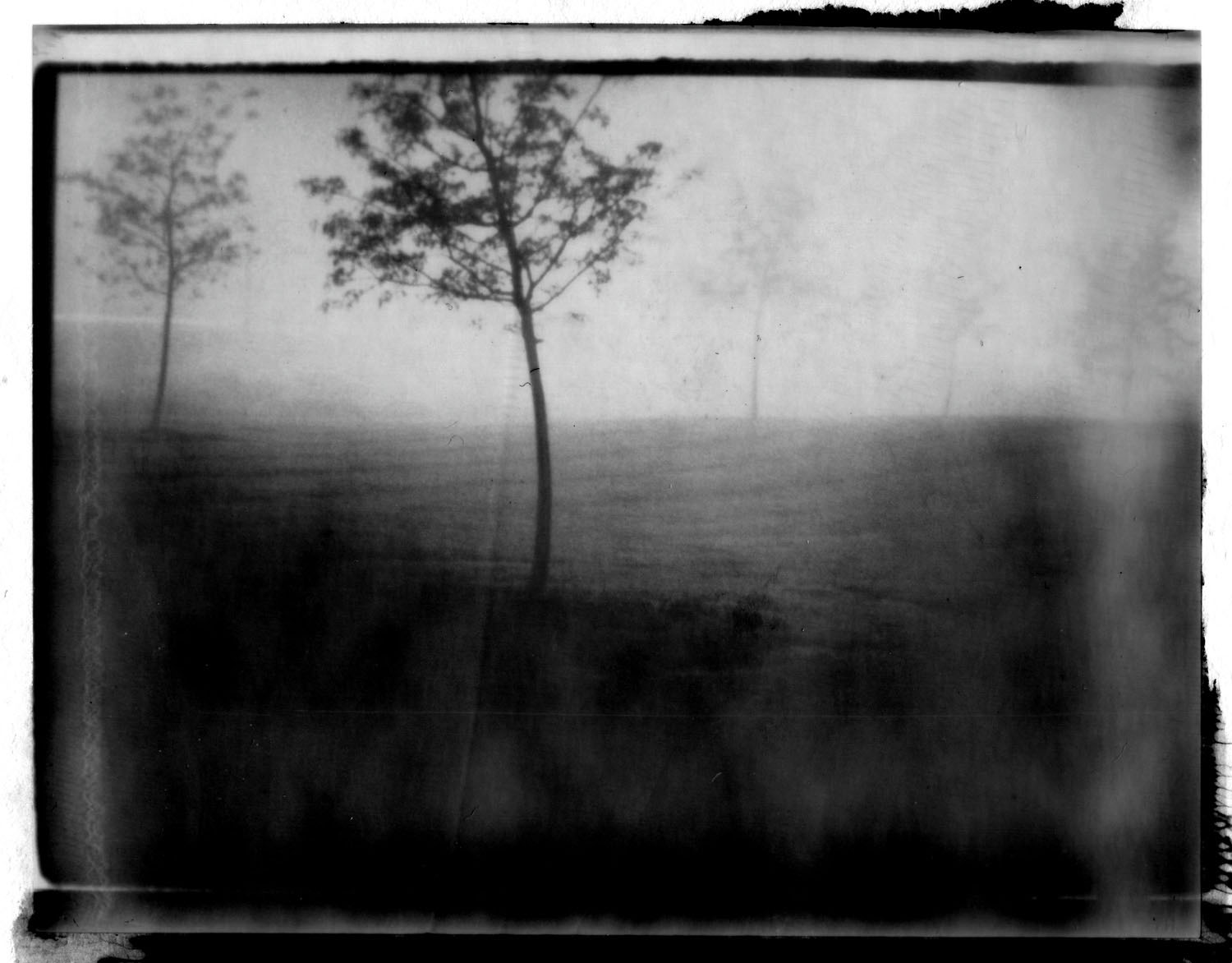 Tree Polaroid